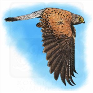 Common Kestrel illustration