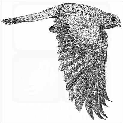 Eurasian Kestrel black and white drawing