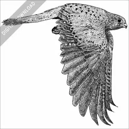Eurasian Kestrel black and white stock image