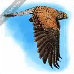 Eurasian Kestrel stock image