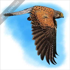Eurasian Kestrel stock image