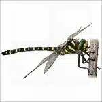 Golden-Ringed Dragonfly illustration