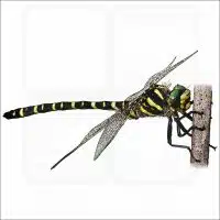 Golden-Ringed Dragonfly illustration