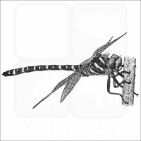 Golden-Ringed Dragonfly black and white drawing