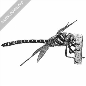 Golden-Ringed Dragonfly black and white stock image