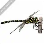 Golden-Ringed Dragonfly stock image