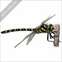 Golden-Ringed Dragonfly stock image