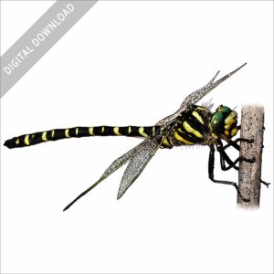 Golden-Ringed Dragonfly stock image