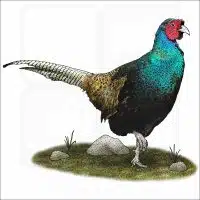Green Pheasant illustration
