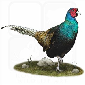 Green Pheasant illustration