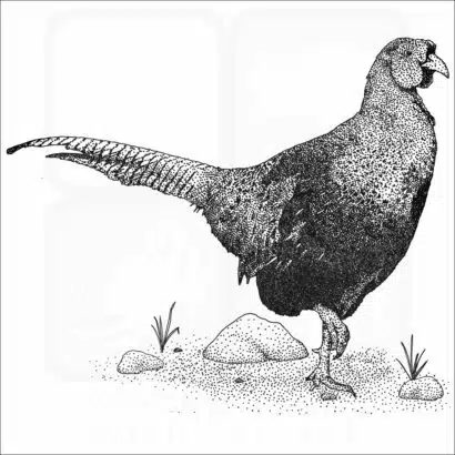 Green Pheasant black and white drawing