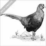 Green Pheasant black and white stock image