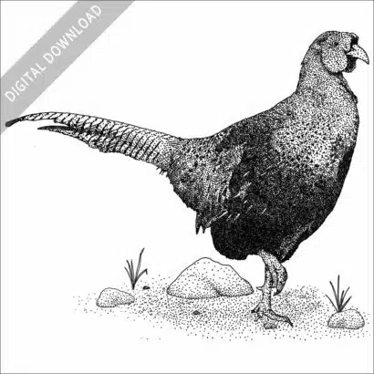 Green Pheasant black and white stock image