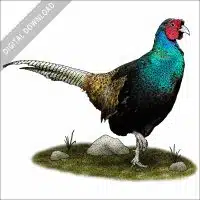 Green Pheasant stock art illustration