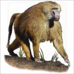 Guinea Baboon illustration