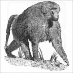 Guinea Baboon black and white illustration