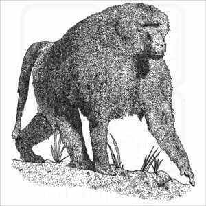 Guinea Baboon black and white illustration