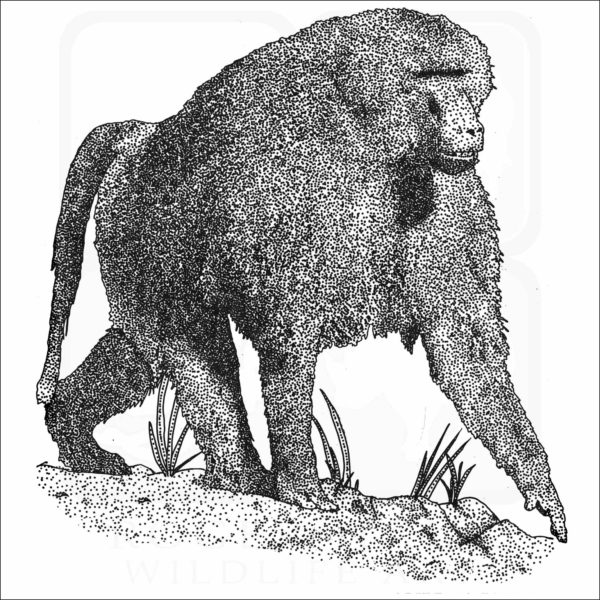 Guinea Baboon black and white illustration