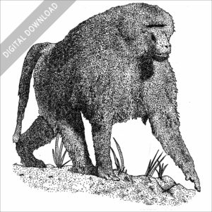 Black and white drawing of a Guinea Baboon
