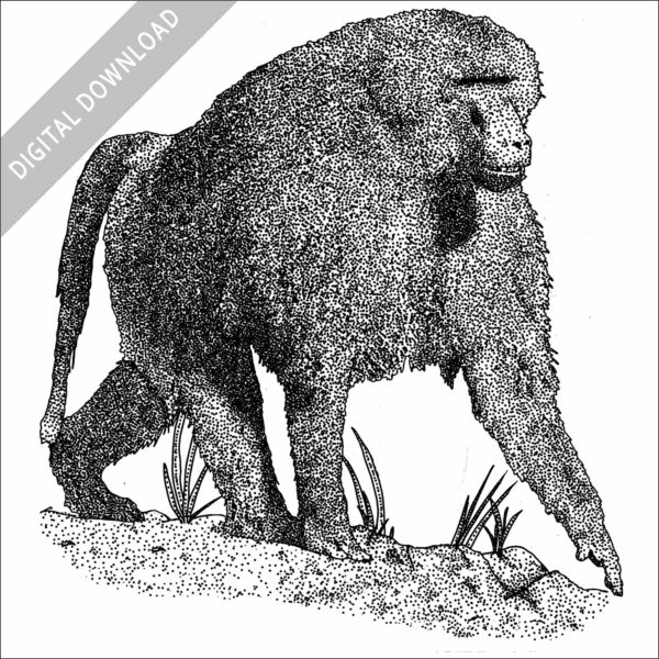 Black and white drawing of a Guinea Baboon