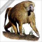 Guinea Baboon stock art image
