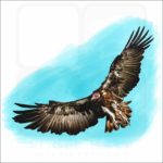 Hooded Vulture illustration