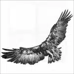 Hooded Vulture black and white drawing
