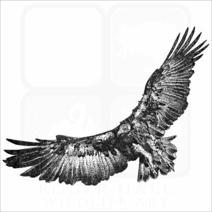 Hooded Vulture black and white drawing