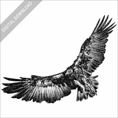 Black and white Hooded Vulture stock art illustration