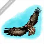 Hooded Vulture stock art illustration