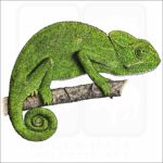 Indian Chameleon illustration
