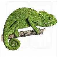 Indian Chameleon illustration