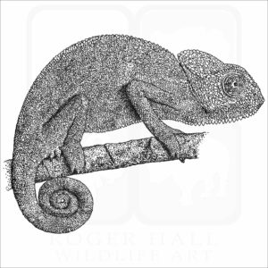 Indian Chameleon black and white drawing