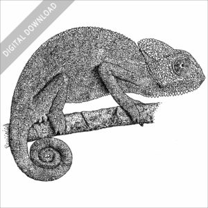 Indian Chameleon black and white stock image