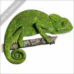 Indian Chameleon stock image