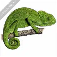 Indian Chameleon stock image