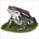 Japanese Common Toad illustration