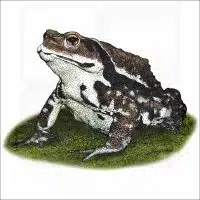 Japanese Common Toad illustration
