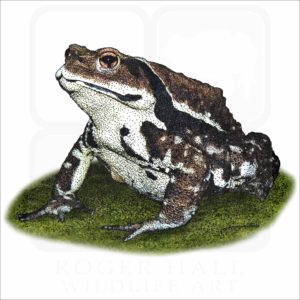 Japanese Common Toad illustration