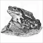 Japanese Common Toad illustration