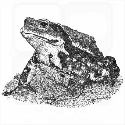 Japanese Common Toad illustration