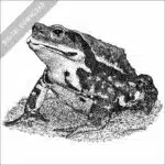 Japanese Common Toad black and white stock drawing