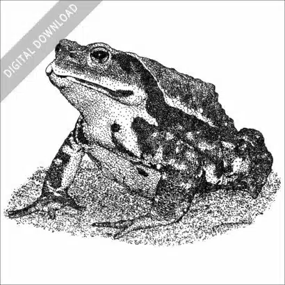 Japanese Common Toad black and white stock drawing