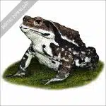 Japanese Common Toad stock image