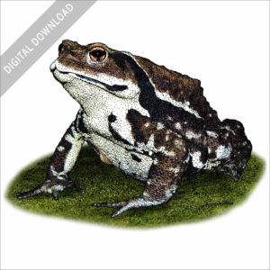 Japanese Common Toad stock image