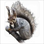 Japanese Red Squirrel illustration