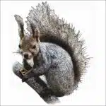 Japanese Red Squirrel illustration
