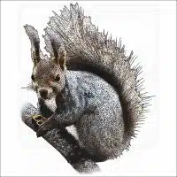 Japanese Red Squirrel illustration