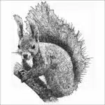 Japanese Red Squirrel black and white drawing