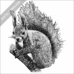 Japanese Red Squirrel black and white stock image